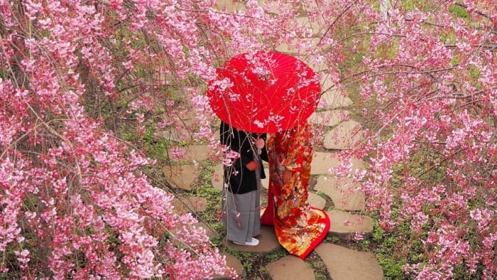 The Significance of Cherry Blossoms